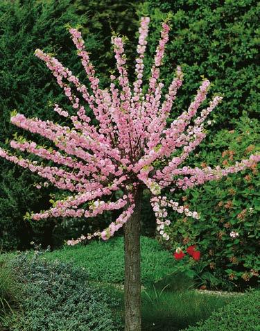 Sadzonka/Balot 120-140 cm) 39,90 zł V-VI 150-200 cm 15-25 cm 60 cm