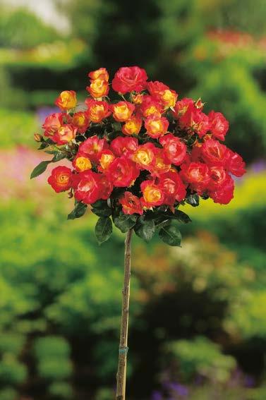 34,90 zł VI-VIII 100-120 cm 15-25 cm 60 cm Róża Pienna Queen Nr