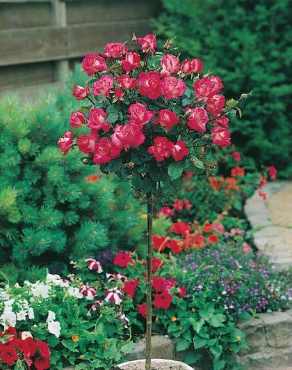 cm 15-25 cm 60 cm Róża Pienna Dessa Nr 221436-1 Opakowanie (1