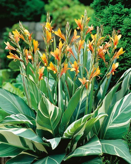 25 cm Nie w gruncie Paciorecznik Canna Stuttgart Nr