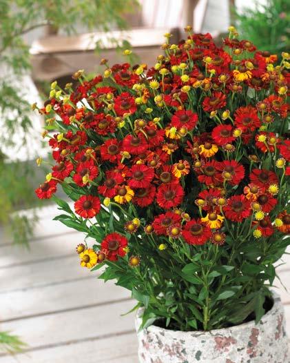 70-80 cm Dzielżan Helenium Sahin s Early Flowerer Nr