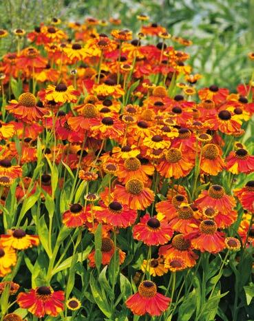 korzeniowe) 11,30 zł 100 cm 15 cm Dzielżan Helenium