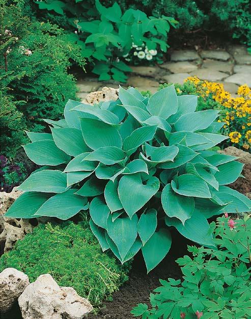 Funkia Hosta White Feather Nr 121054-1 opakowanie (1 sadzonka korzeniowa) 11,30 zł 5 cm 60-80 cm 80 cm