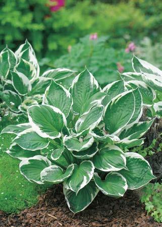 kolekcja (5 Sadzonek korzeniowych) 42,90 zł Funkia Hosta Dress Blues Nr 121046-1 opakowanie (1