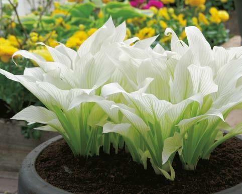Funkia Hosta Minute Man Nr 121052-1 opakowanie (1 sadzonka korzeniowa) 9,20 zł 60-80 cm Pysznogłówka