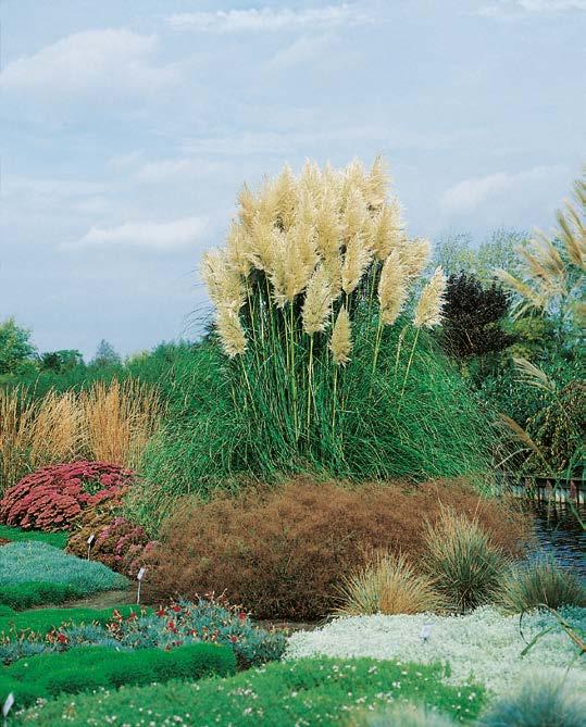 Trawa Pampasowa biała "Cortaderia Selloana" Nr 121205-1