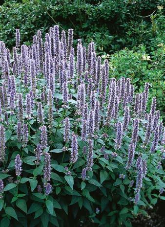 do 150 cm Nie w gruncie x 120 cm Łubin "Lupinus" Manhattan Nr