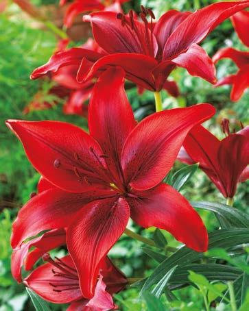 cebule 16/18) 5,70zł Lilia "Lilium" Cordelia Nr 121098-1 opakowanie