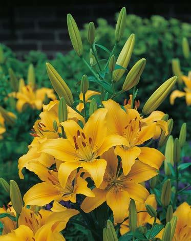 Kolekcja Lilie Azjatyckie Oszczędzasz 1% Lilia "Lilium" Sancerre Nr
