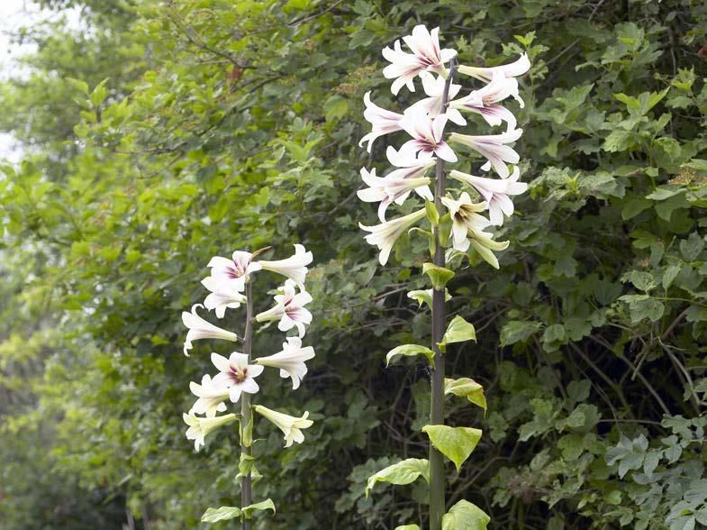 16% Lilia "Lilium" Bell Song Nr 221372-1 opakowanie (1 cebula 16/18) 5,49 zł Lilia "Lilium" Satisfaction Nr 121115-1 opakowanie (1 cebula 16/18)