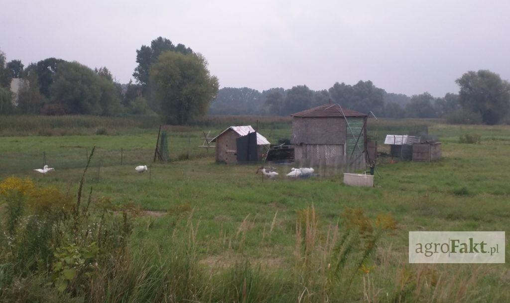 https://www. istnieje teoria, że intensywność epidemii jest sezonowa. Jeżeli w jednym roku jest dużo ognisk, to w kolejnym roku epidemia jest mniejszych rozmiarów.