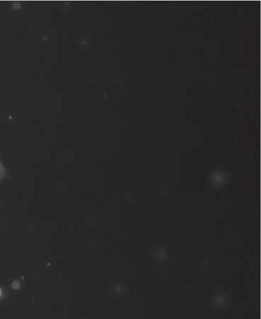 Zároveň však rešpektovali snovo vizuálnu atmosféru predlohy s jej ústrednými motívmi, pochádzajúcimi zo sveta reality i sveta predstáv.