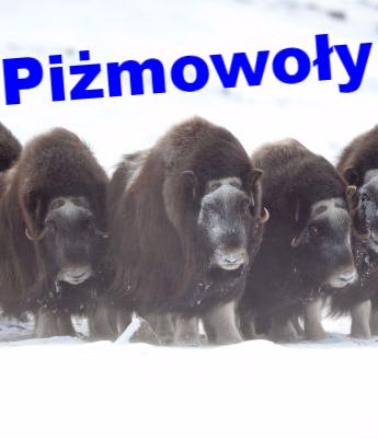 Jeśli młode lisa stracą matkę, ich ojciec musi wykarmić je samodzielnie Zwierzęta wykształciły więc przystosowania niezbędne do przeżycia w trudnych warunkach Puszczyk mszarny ma tak wyostrzony