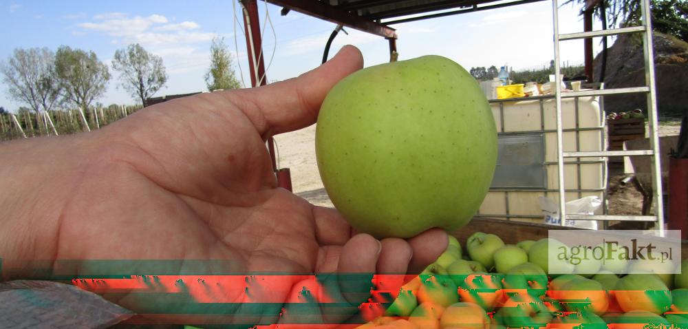 Opady deszczu i opadanie jabłek zagrażają jakości zbiorów Autor: Tomasz Kodłubański Data: 22 września 2017 Deszczowa pogoda nie sprzyja jakości dojrzewających jabłek ciężko trafić w odpowiednią