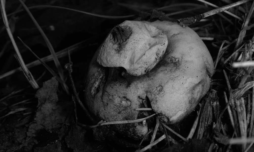 Podawany był w XIX wieku ogólnie z obszaru Łysych Gór (Jastrzębowski 1829, jako Geaster limbatus Fr.; Błoński 1890). Geastrum elegans Vittad. (gwiazdosz bury) (ryc.