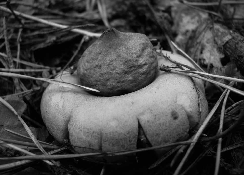 Chronione grzyby z rodzaju Geastrum w Górach Świętokrzyskich 47 Geastrum fimbriatum Fr. (gwiazdosz frędzelkowaty) (ryc.