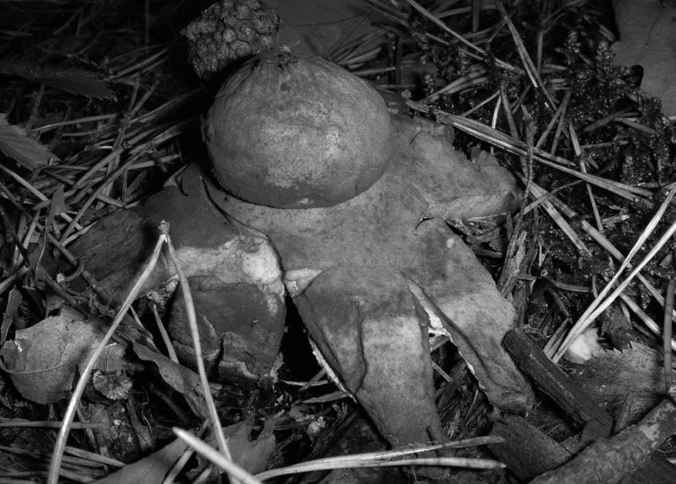 48 justyna jaworska Geastrum quadrifidum DC. ex Pers.