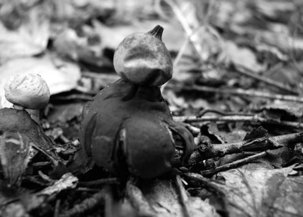 Chronione grzyby z rodzaju Geastrum w Górach Świętokrzyskich 49 Ryc. 5. Owocniki gwiazdosza Schmidela na stanowisku w Kielcach (01.09.2009; fot. J. Jaworska) Fig. 5. Fruitbodies of Geastrum schmidelii: at locality in Kielce (01 September 2009; photo by J.