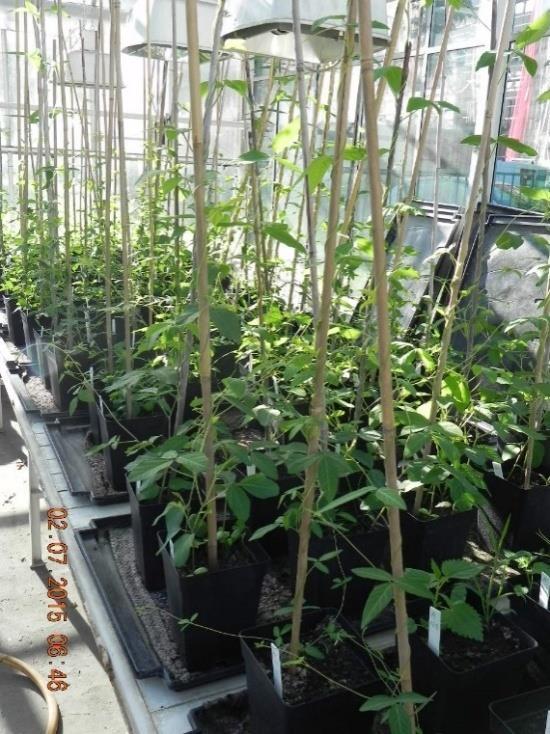 soja: 6 genotypów z kolekcji