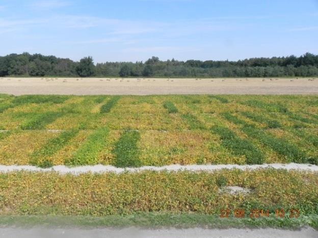 Odmiany soi wpisane do Krajowego Rejestru COBORU (2016) Odmiana Kraj Hodowca Odmiany wpisane Aldana Polska Hodowla Roślin Strzelce Sp. z o.o. Augusta Polska Uniwersytet Przyrodniczy w Poznaniu Mavka Polska Hodowla Soi AgroYoumis Polska sp.