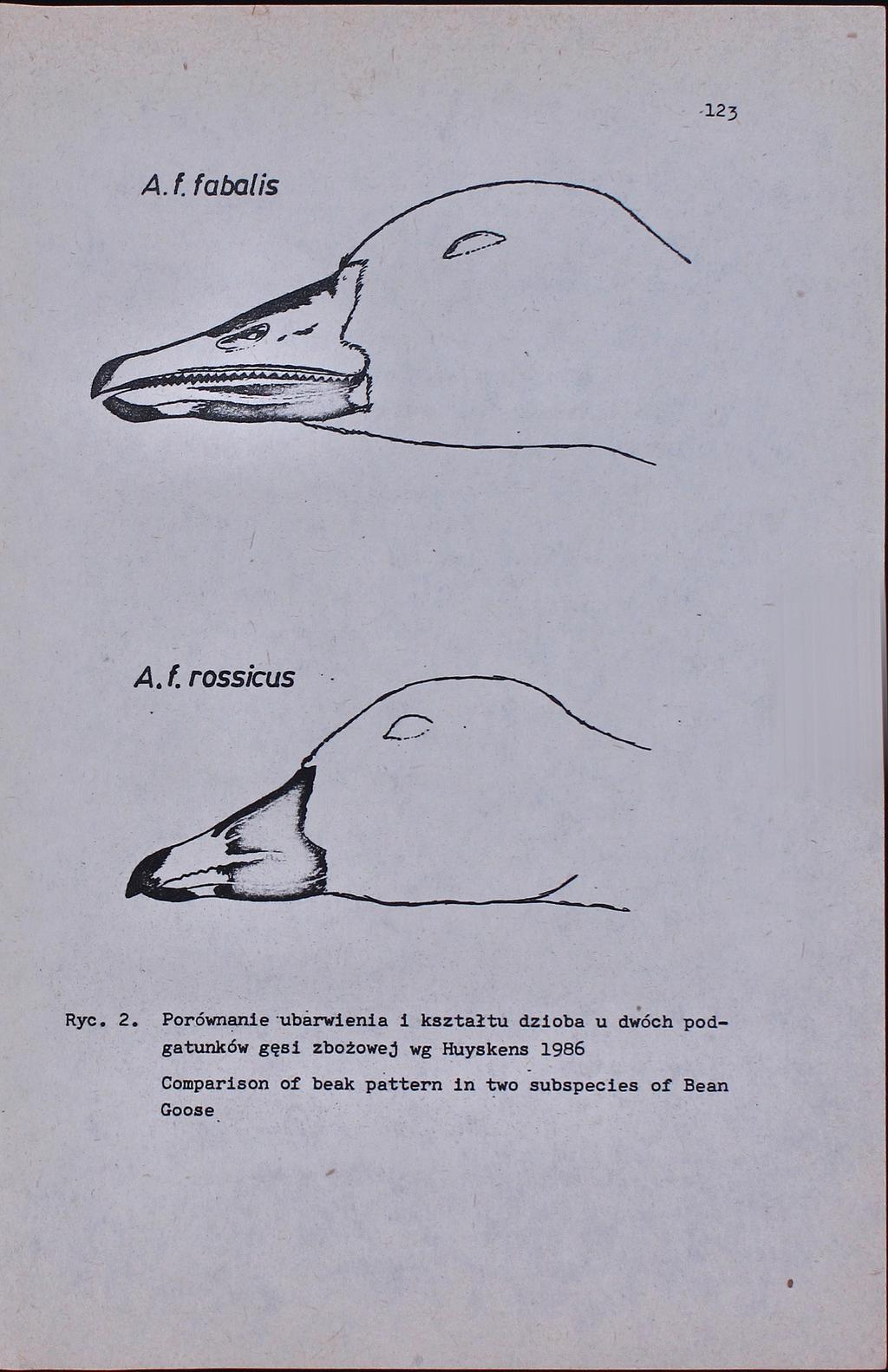 123 A. f. rossicus Ryc. 2.