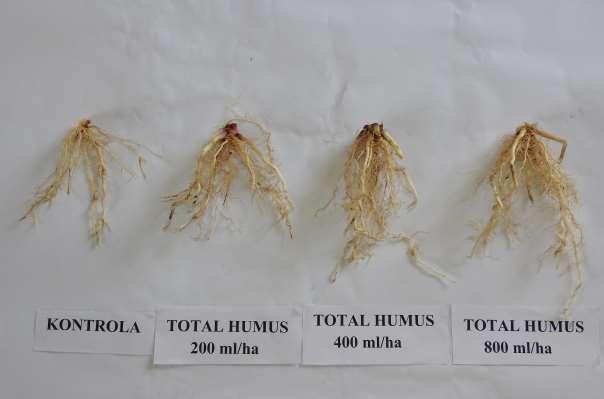 Fot. 2. Wpływ biostymulatora Total Humus na rozwój systemu korzeniowego Analiza składu chemicznego roślin wykazała niewielki wzrost zawartości azotu w roślinach potraktowanych biostymulatorem.