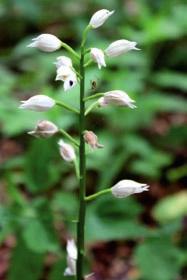 Chrońmy Przyr. Ojcz. rocznik 72, zeszyt 5, 2016 Ryc. 2. Buławnik mieczolistny Cephalanthera longifolia (29.06.2014 r., fot. J. Gołębiewska) Fig. 2. Sword-leaved helleborine Cephalanthera longifolia (29 June, 2014; photo by J.