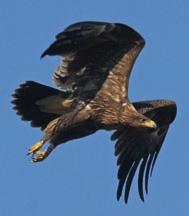 13 2016 Fig. 2. Percentage of different land-use types within a radius of 1 km and 2 km from the nest of the mixed pair of the Greater Spo ed Eagle Clanga clanga and the Lesser Spo ed Eagle C.