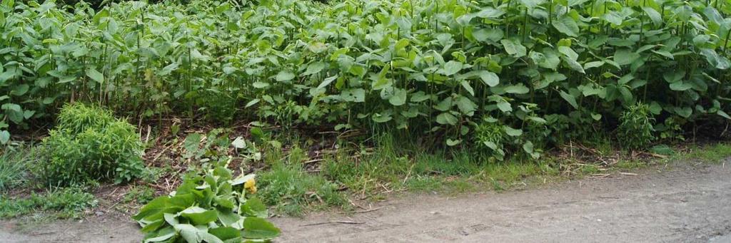 Zwarty łan rdestowca w płacie nr 1 na Podleśnej Polanie