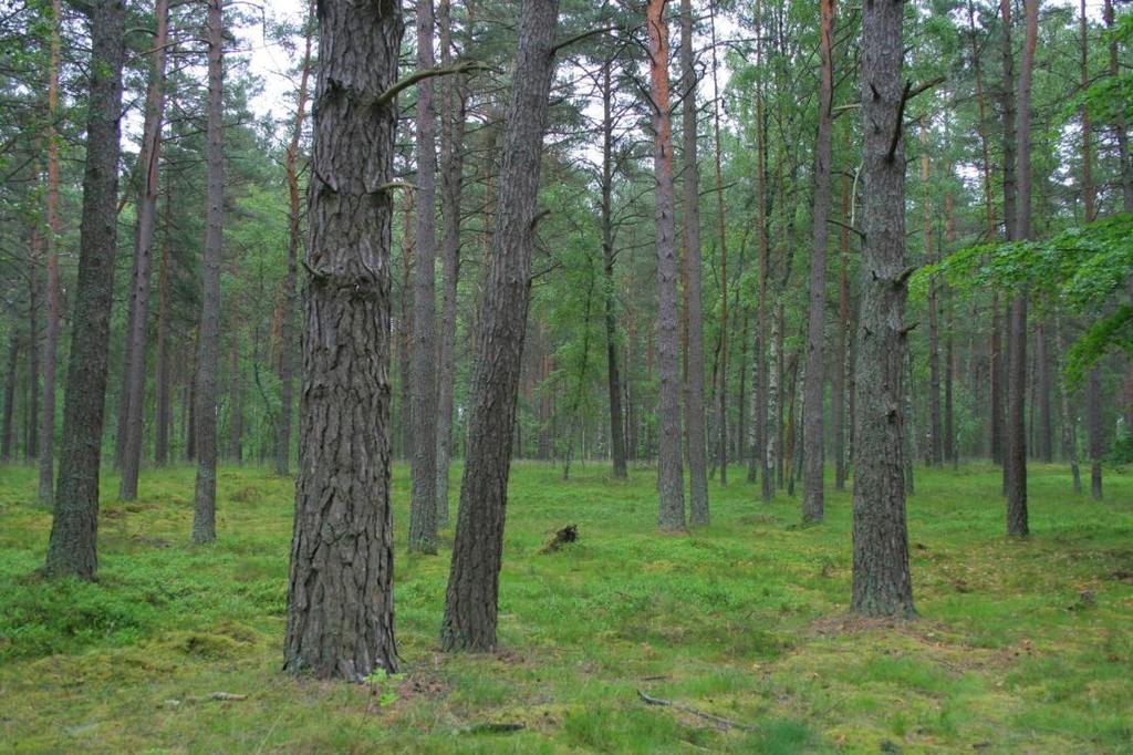 Typowe krajobrazy Borów