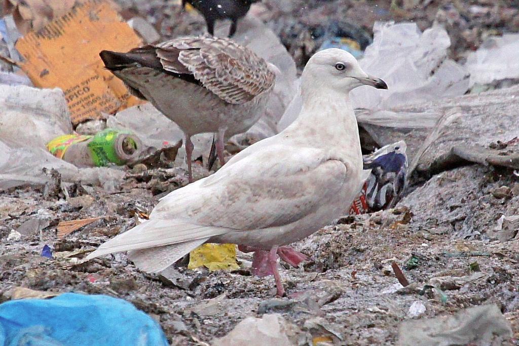 Fot. 2. Mewa polarna Larus glaucoides na składowisku odpadów w Gliwicach (fot. J. Betleja) Photo 2. Iceland Gull at rubbish-dump in Gliwice spotykaną dotąd skalę.