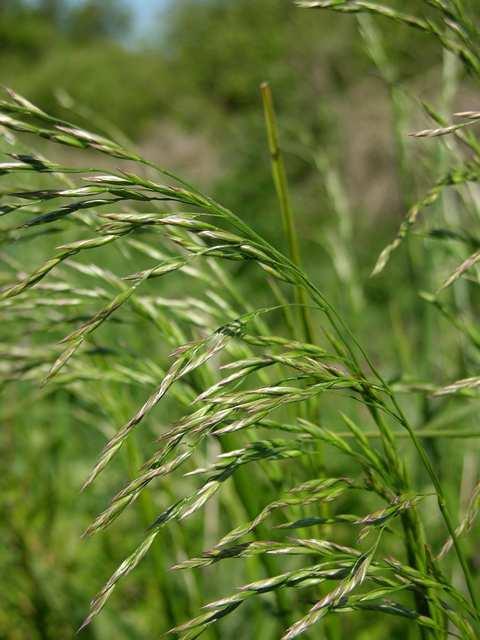 Kostrzewa trzcinowa (Festuca arundinacea) trawa wieloletnia, o bardzo silnie rozwiniętym systemie korzeniowym (do 1,5