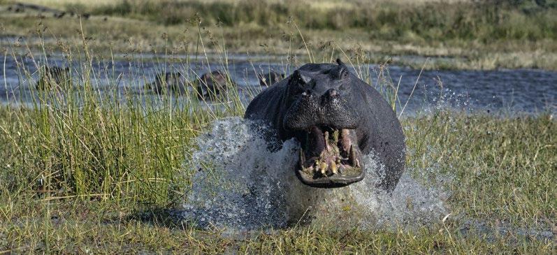 Chobe National Park DZIEŃ 6 CHOBE NATIONAL PARK PRZEJAZD PRZEZ MEKKĘ SŁONI W PARKU NARODOWYM CHOBE Pobudka wcześnie rano, gdy zwierzęta są bardzo aktywne.