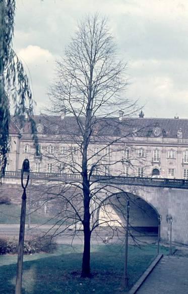 Pożądane cechy drzew przydrożnych Wrocław