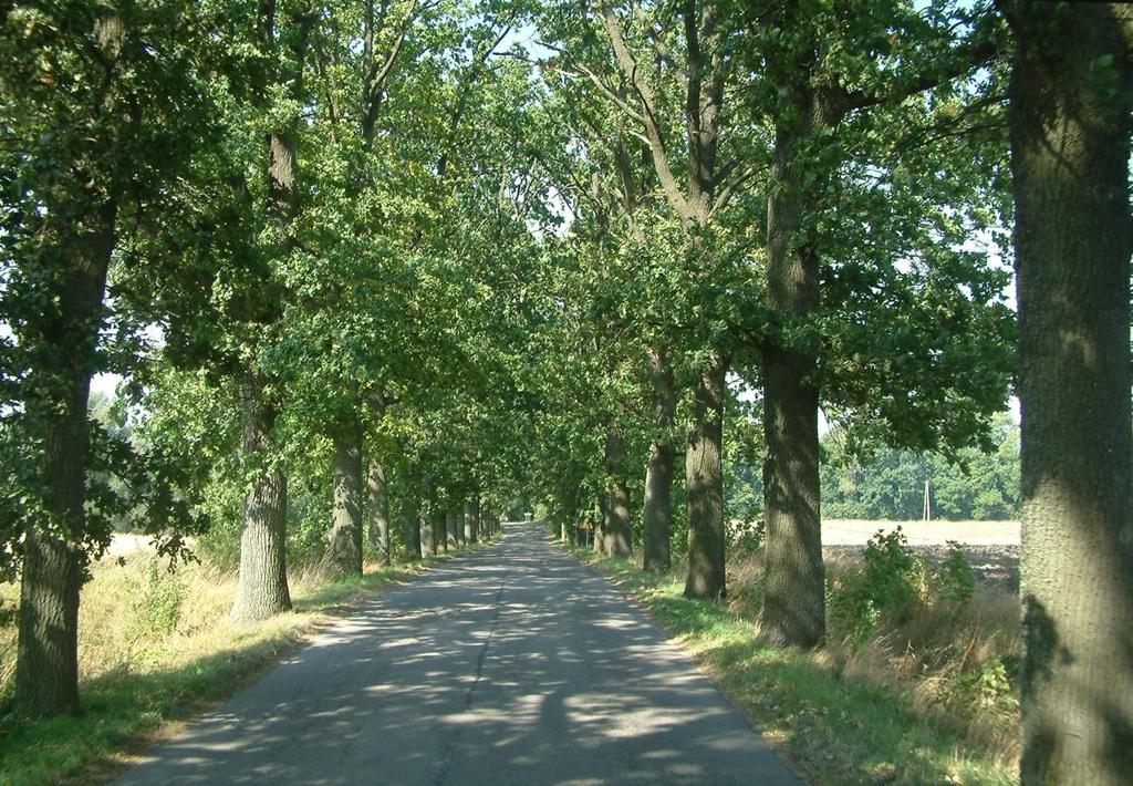 i rodzimych gatunków należących do takich rodzajów