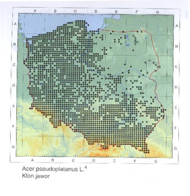Dobór drzew przydrożnych podstawy Dobór drzew i krzewów najlepiej oprzeć o istniejące mapy zasięgów roślin naczyniowych. Nie jest to warunek bezwzględnie konieczny.