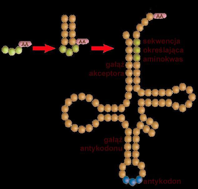 POWSTANIE kodu genetycznego ewolucyjna rozbudowa trna komplementarne pary antykodonów