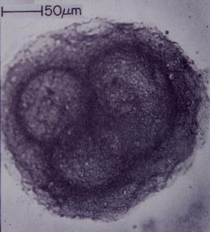 mitochondria i płeć być może również chloroplasty wici późniejsze od