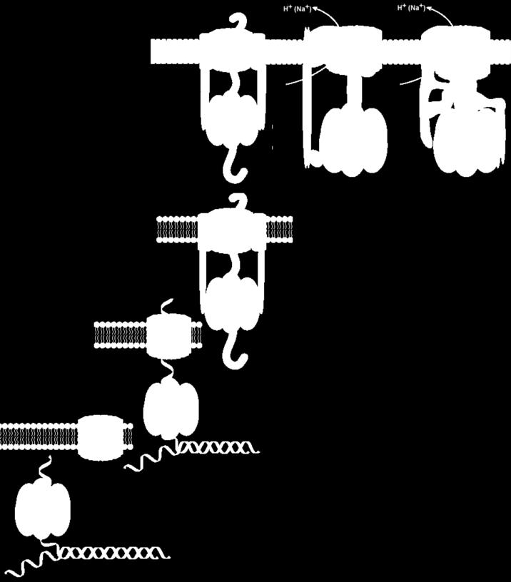 GRADIENT protonów przez błonę CZAS GEOLOGICZNY translokaza ATPaza ATPaza typu F typu V (syntaza ATP) translokaza białkowa błona z kanałami białkowymi dała możliwość magazynowania energii w gradiencie