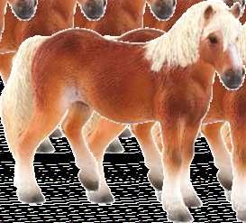 Haflinger Nr produktu: