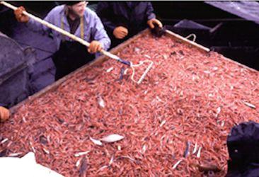 Early 70s Gulf of Alaska