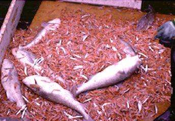 Francis and Hare 1994