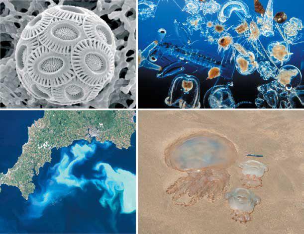 Continuous Plankton Recorder The