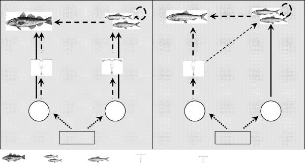 Modelowanie - Bałtyk Pseudocalanus Acartia T S/O2 SPRAT HERRING T S/O2 CLIMATE COD Pseudocalanus CLIMATE Pseudocalanus Acartia Fig.