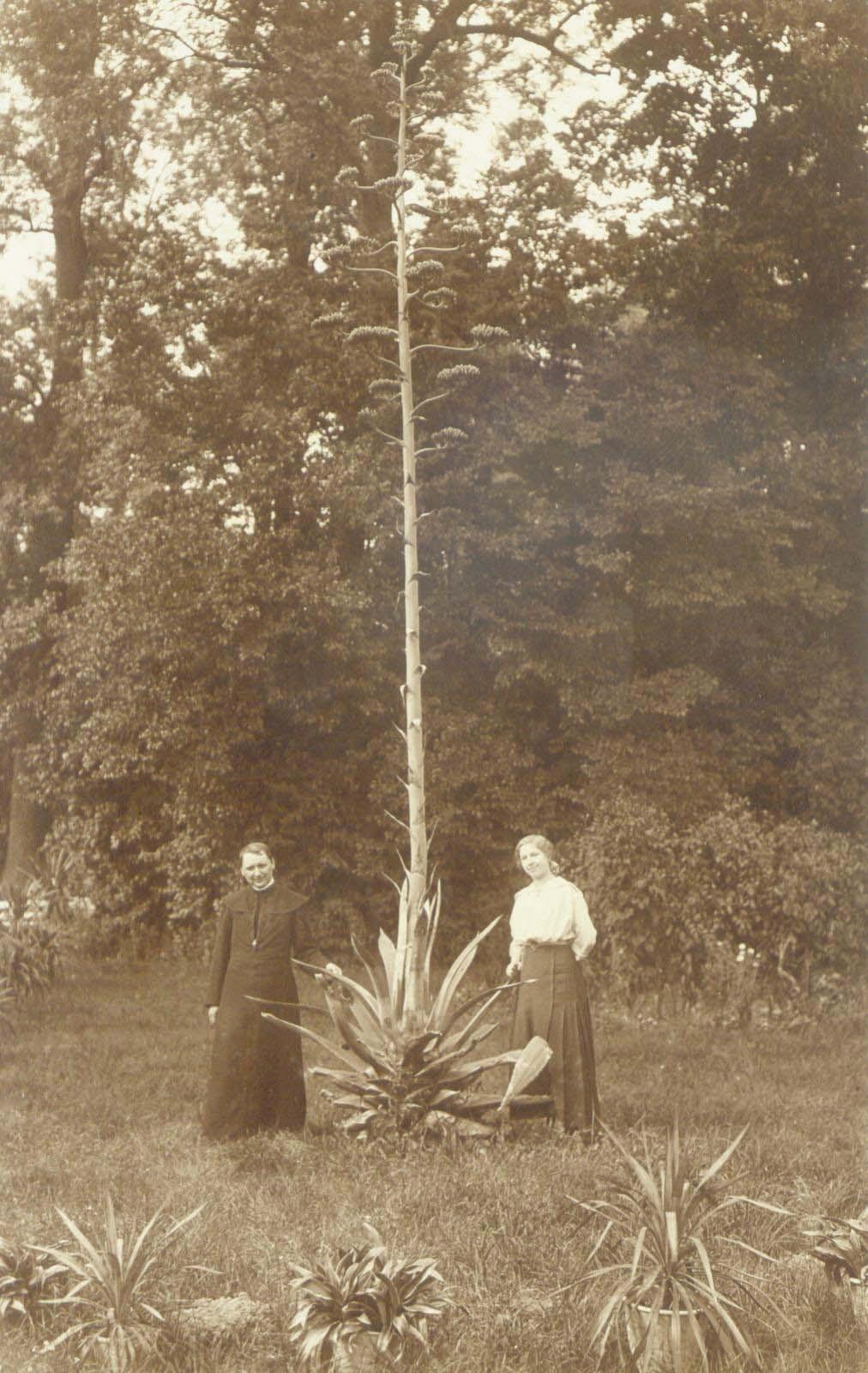 45 24 sierpień 1914 rok. Kwitnąca agawa.