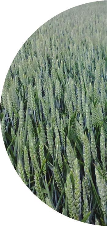 żółta średnia - Rdza brunatna średnia do wysoka - Septorioza plew średnia - Fuzarioza kłosów wysoka Gęstość wysiewu (nasion/m²): - wczesny siew 250-270 - optymalny siew 270-330 - późny siew 380-450