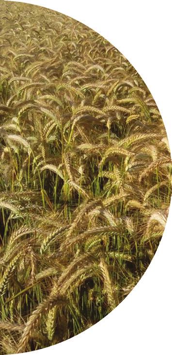 Fuzarioza kłosów dobra do bardzo dobrej Gęstość wysiewu (nasion/m²): - wczesny siew 250-280 - optymalny siew 280-350 - późny siew 360-420 Pszenżyto ozime Grenado typ pszeniczny - odmiana półkarłowa -