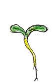 ochrona Jesienna ochrona rzepaku Herbicydy powschodowe Naspar 500 SC - 1 l/ha Butisan Star 416 SC 1,5 l/ha Graminis 05 EC - 1 l/ha Ochrona na