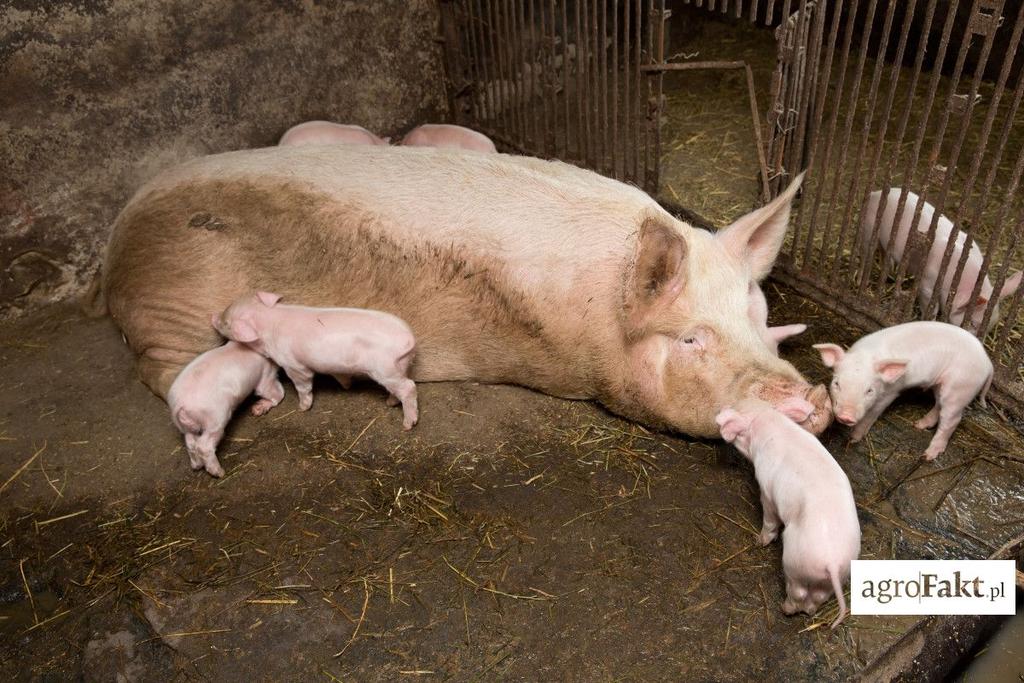 https://www. wybierając rasę czy też konkretną sztukę do produkcji jest jej mleczność. Oprócz ilości prosiąt, bardzo ważna jest ich masa urodzeniowa. Ile mleka powinna mieć maciora?