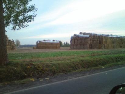 MożliwośCi pozyskania materiału pochodzenia roślinnego do produkcji pelletu i brykietów 5.